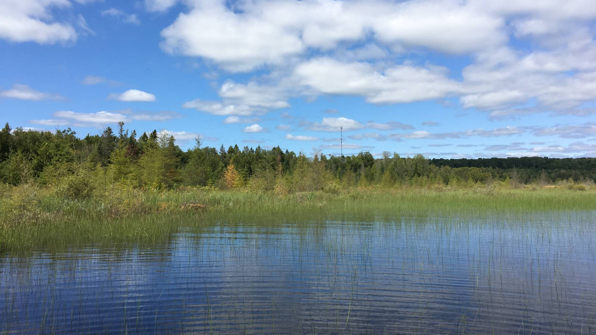 A coastal wetland with emergent reeds and evergreen trees in the distance.